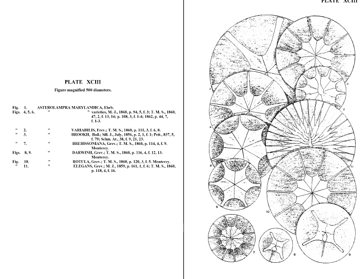 Asterolampra_planche_F_Woll.jpg
