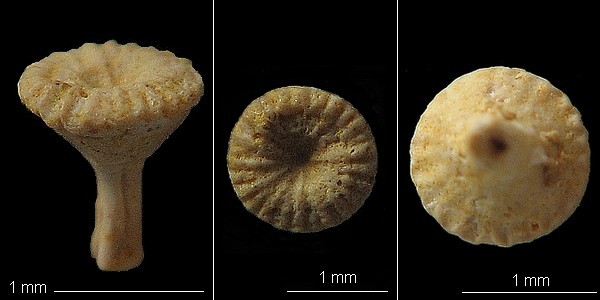 Sclerostyla sp. du Cuisien - Vexin français (95) - 1ère forme (en cornet)