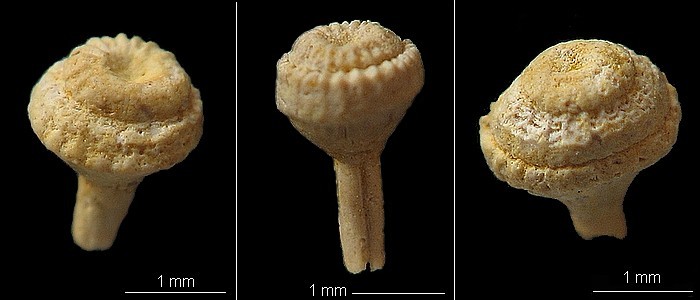Sclerostyla sp. du Cuisien - Vexin français (95) - 2ème forme (bombée)