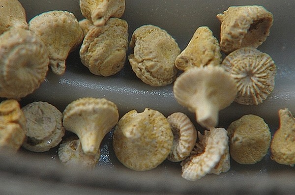 Sclerostyla sp. du Cuisien - Vexin français (95) - Vrac