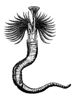 Croquis de Serpula contortiplicata