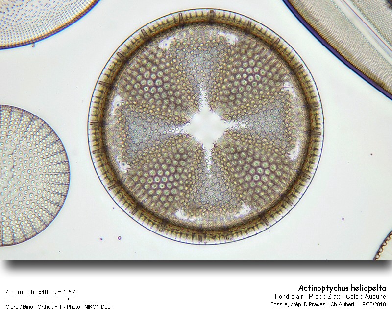 actinoptychus_heliopelta_2010.jpg