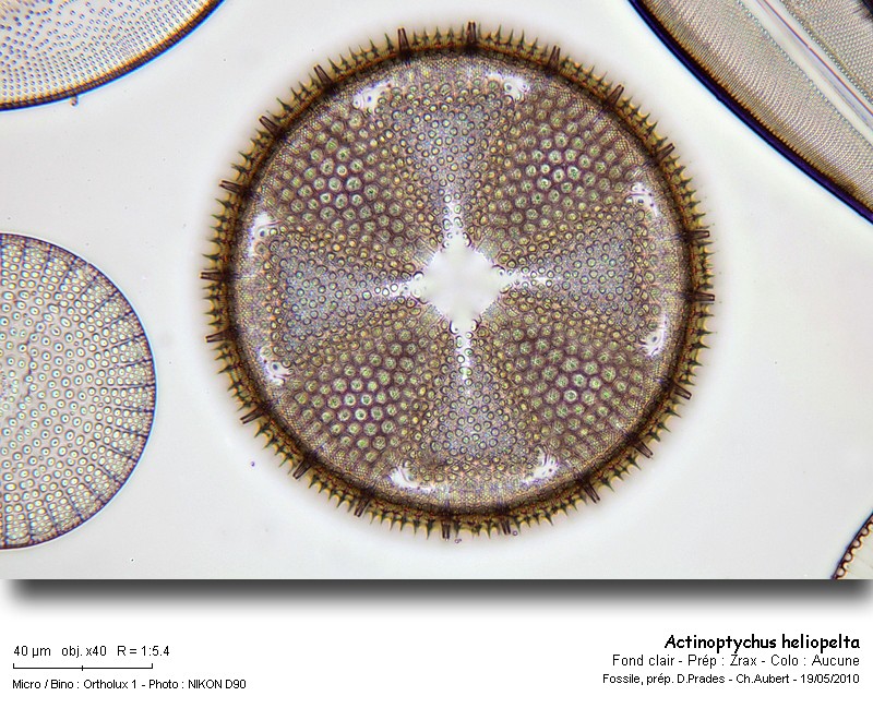 actinoptychus_heliopelta_2010_3.jpg