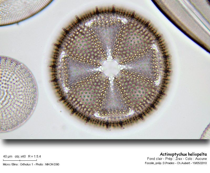 actinoptychus_heliopelta_2010_4.jpg