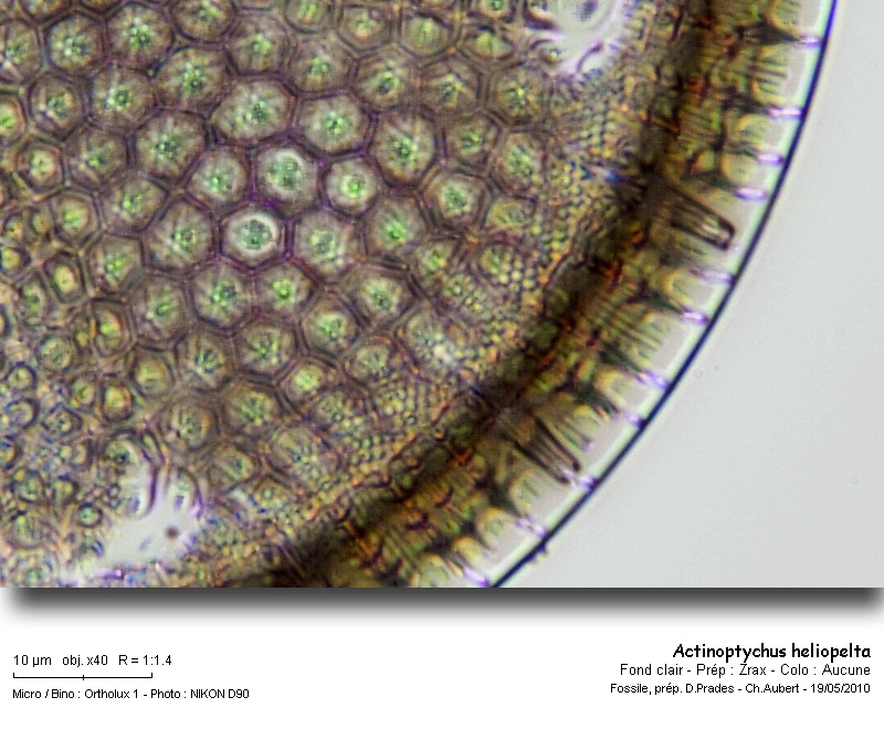 actinoptychus_heliopelta_2010_5.jpg