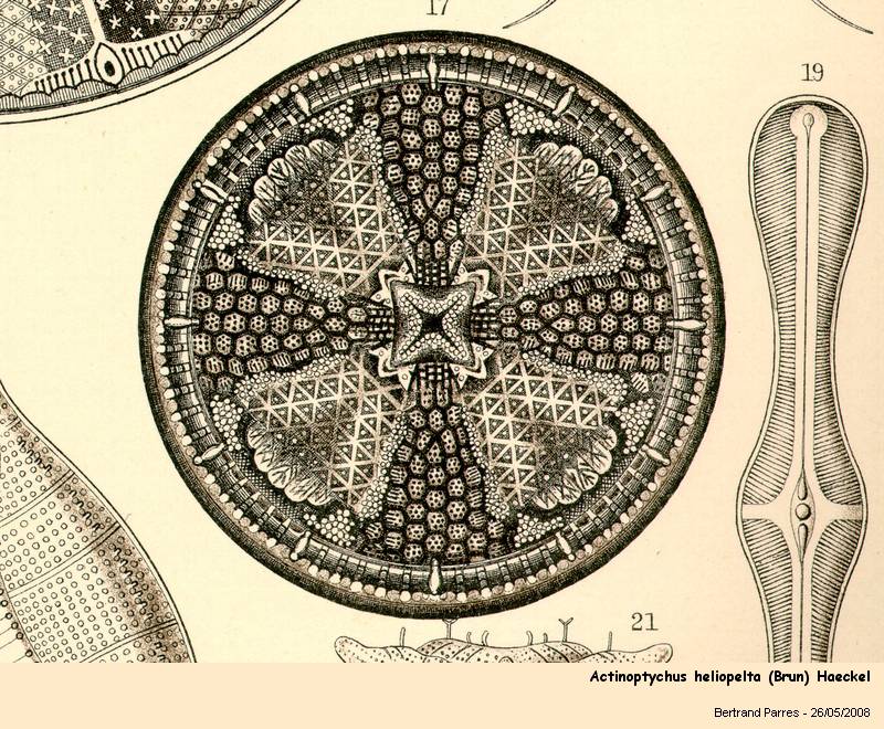 04_actinoptychus_heliopelta_brun_haeckel.jpg
