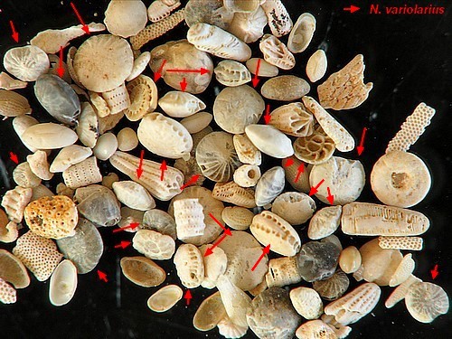 Flèches rouge = Nummulites variolarius