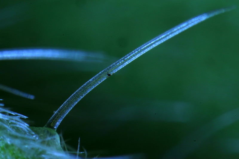 Echium vulgare trichomes microscope stéreo