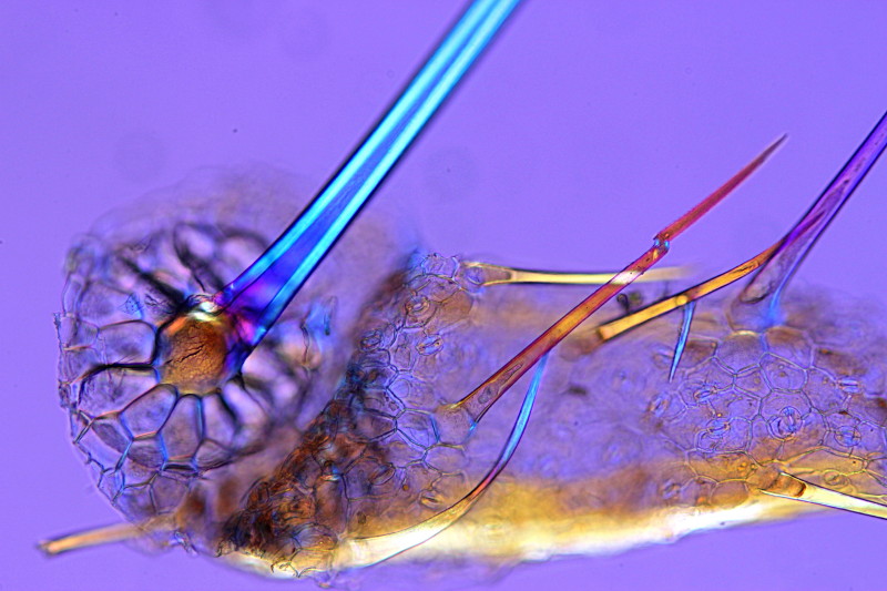 Echium vulgare trichomes diascopie polarisé