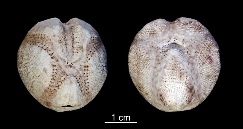 L-Ol 269 271 Echinocardium cordatum Plomodierrn 120918.jpg