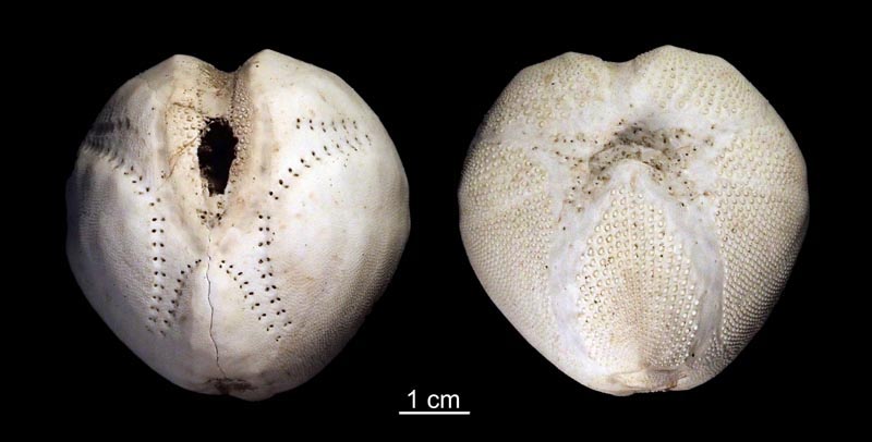 L-Ol 273 275 Echinocardium cordatum Plomodierrn 120918.jpg