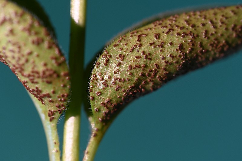 TestVincaTemoin105-1x_1535r.jpg