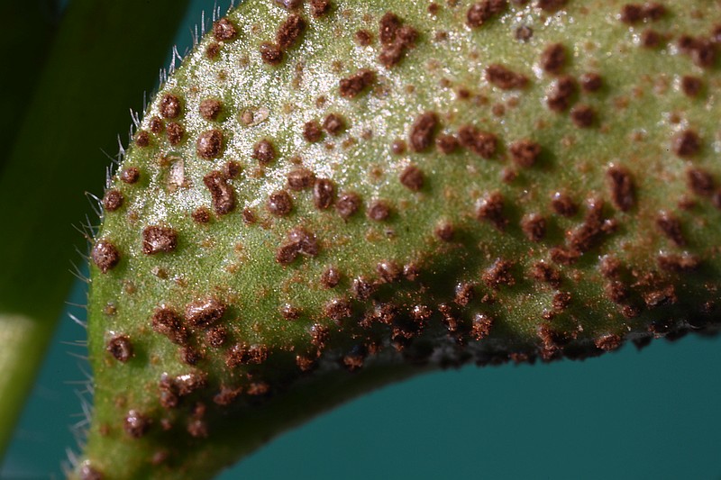 TestLaowaVinca2-5x_1539r.jpg