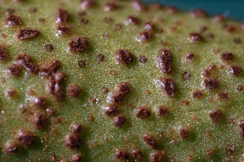 TestLaowaVinca5x.jpg