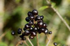 LIGUSTRUM VULGARE