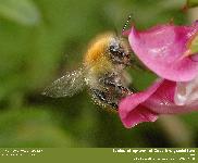 Bombus cf pascuorum Scopoli 1763  Bourdon des champs