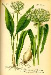 Allium ursinum L. - Ail des ours (Liliaces)