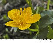 Caltha palustris L. - Populage (Renonculaces)