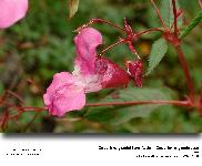 Impatiens glandulifera Royle  Impatiente glanduleuse