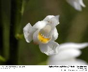 Cephanlanthera longifolia (L.) Fritsch - (Orchidaces)