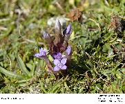 Gentiana campestris L. - Gentianne champtre (Gentianaces)