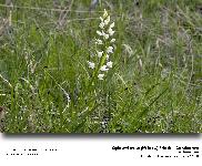 Cephanlanthera longifolia (L.) Fritsch - (Orchidaces)