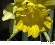 Narcissus pseudonarcissus L. - La Jonquille (Amaryllidaces)