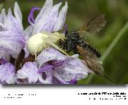 Misumena vatia Clerck 1757 - Araigne crabe (Thomisides)