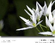 Allium ursinum L. - Ail des ours (Liliaces)