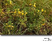 Ononis natrix L. (Le Bugrane jaune)