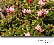 Loiseleuria procumbens (L.) Desv.