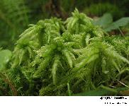 Sphagnum palustre L.