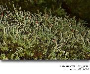 Cladonia polydactyla (Flrke ) Spreng.