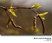 Betula x hybrida Bechstein