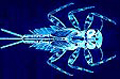 Avatar du membre