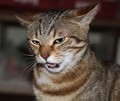 Avatar du membre