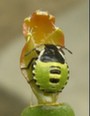 Avatar du membre