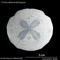 Avatar du membre
