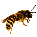Avatar du membre