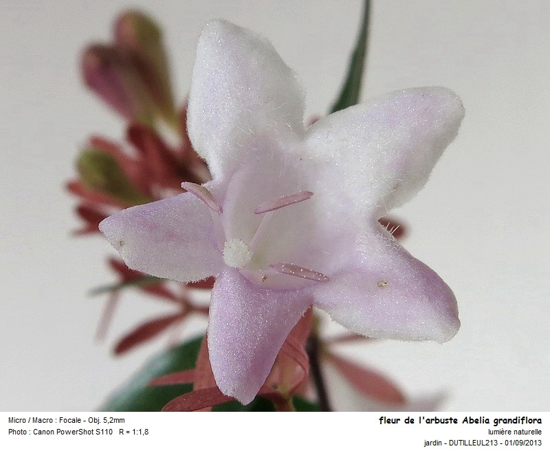 ABELIA GRANDIFLORA - ABELIA #35070