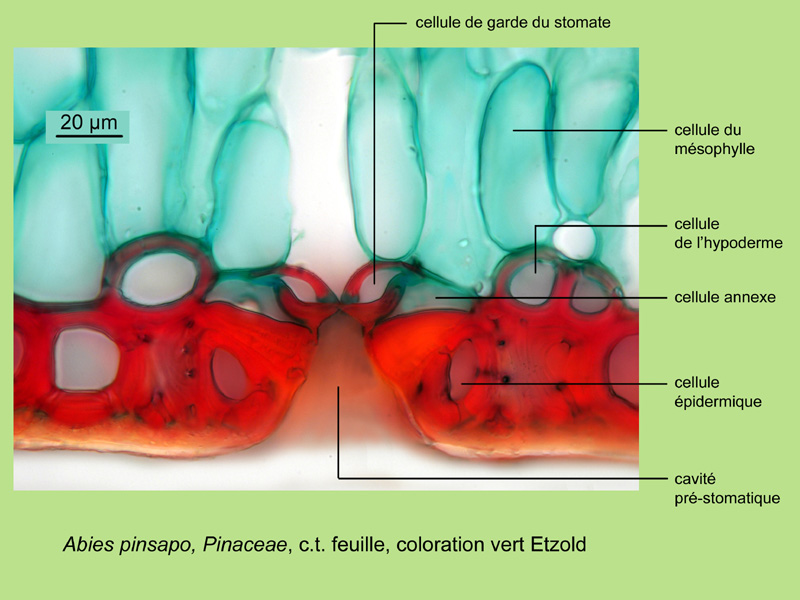 Abies pinsapo, histologie, histology #25179