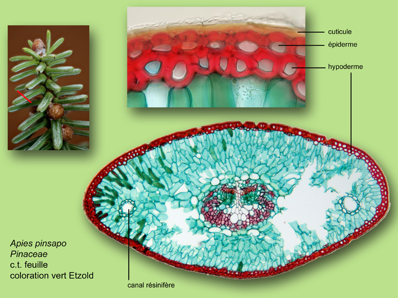 Abies pinsapo, histologie, histology #25176
