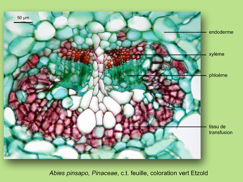 Abies pinsapo, histologie, histology #25177