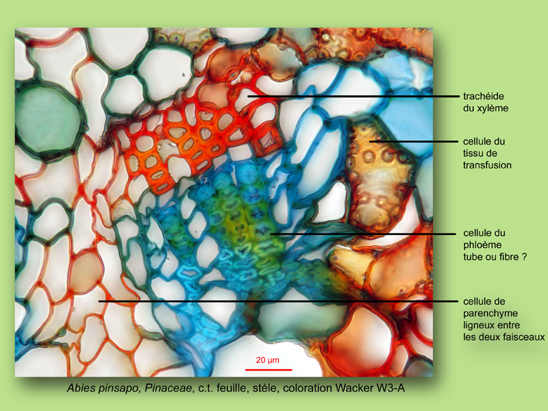 Abies pinsapo, histologie, histology #25178