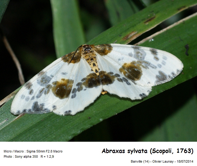 Abraxas sylvata (Scopoli, 1763) - La Zérène de l Orme #43954