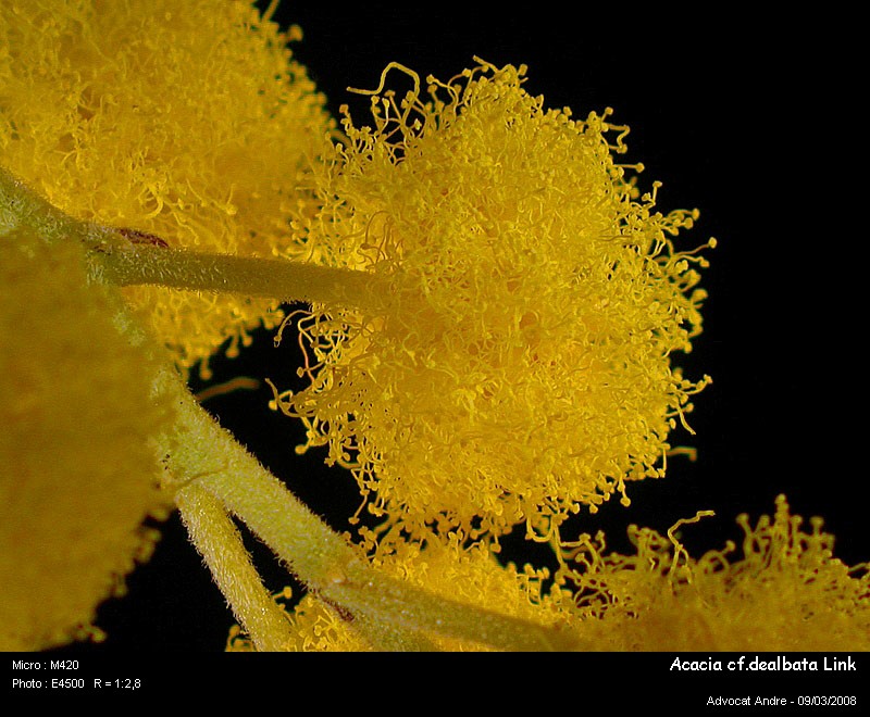 Acacia dealbata Link (Mimosa) #2831