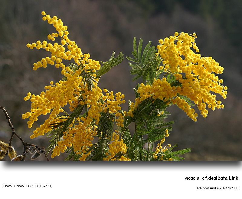 Acacia dealbata Link (Mimosa) #2830
