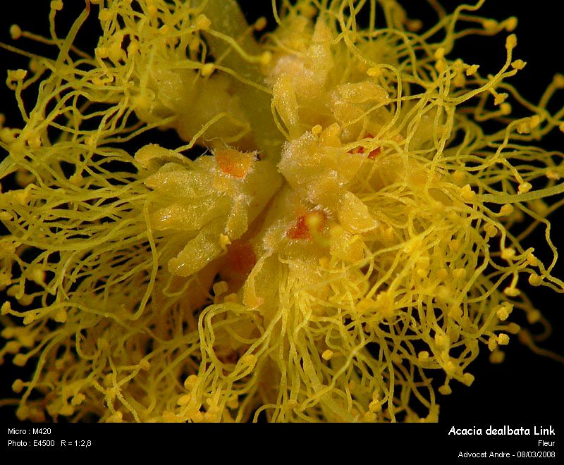 Acacia dealbata Link (Mimosa) #2832