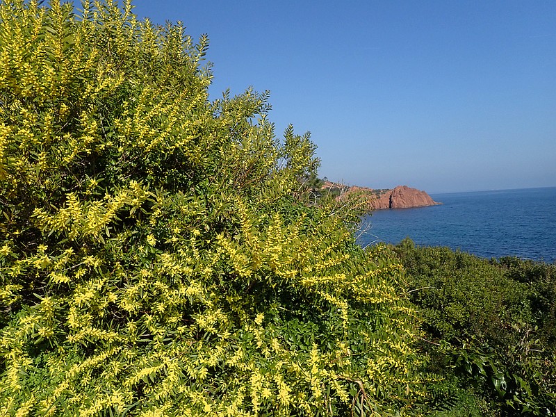 Acacia longifolia , le mimosa chenille #58045