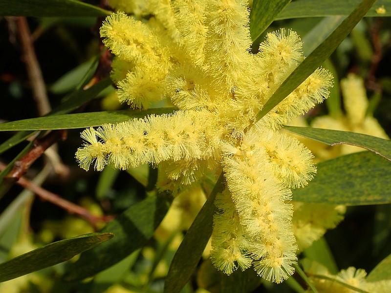 Acacia longifolia , le mimosa chenille #58046